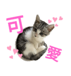 猫の1日！！（個別スタンプ：13）
