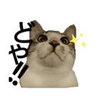 猫の1日！！（個別スタンプ：15）