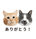 ぐっぴーくまくま×sippo ねこスタンプ（個別スタンプ：1）