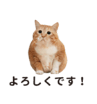 ぐっぴーくまくま×sippo ねこスタンプ（個別スタンプ：4）