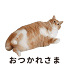 ぐっぴーくまくま×sippo ねこスタンプ（個別スタンプ：5）
