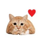 ぐっぴーくまくま×sippo ねこスタンプ（個別スタンプ：7）