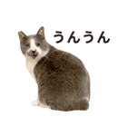 ぐっぴーくまくま×sippo ねこスタンプ（個別スタンプ：8）