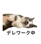 ぐっぴーくまくま×sippo ねこスタンプ（個別スタンプ：12）