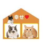 ぐっぴーくまくま×sippo ねこスタンプ（個別スタンプ：14）