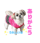 シーズー犬モコの日常会話スタンプpart2（個別スタンプ：1）