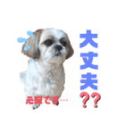 シーズー犬モコの日常会話スタンプpart2（個別スタンプ：2）