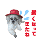シーズー犬モコの日常会話スタンプpart2（個別スタンプ：3）