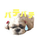 シーズー犬モコの日常会話スタンプpart2（個別スタンプ：4）