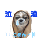 シーズー犬モコの日常会話スタンプpart2（個別スタンプ：5）