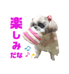 シーズー犬モコの日常会話スタンプpart2（個別スタンプ：6）