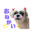 シーズー犬モコの日常会話スタンプpart2（個別スタンプ：8）