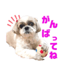 シーズー犬モコの日常会話スタンプpart2（個別スタンプ：9）