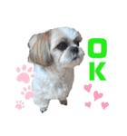 シーズー犬モコの日常会話スタンプpart2（個別スタンプ：10）