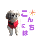 シーズー犬モコの日常会話スタンプpart2（個別スタンプ：11）