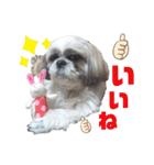 シーズー犬モコの日常会話スタンプpart2（個別スタンプ：14）