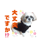 シーズー犬モコの日常会話スタンプpart2（個別スタンプ：15）