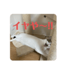 猫ちゃん達と、たまに飼い主（個別スタンプ：2）