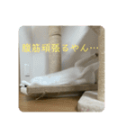 猫ちゃん達と、たまに飼い主（個別スタンプ：3）