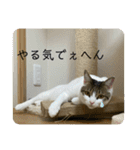 猫ちゃん達と、たまに飼い主（個別スタンプ：4）