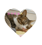 猫ちゃん達と、たまに飼い主（個別スタンプ：5）
