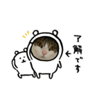 猫ちゃん達と、たまに飼い主（個別スタンプ：6）