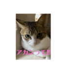 猫ちゃん達と、たまに飼い主（個別スタンプ：7）