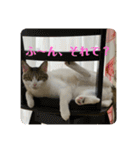 猫ちゃん達と、たまに飼い主（個別スタンプ：8）