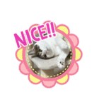 猫ちゃん達と、たまに飼い主（個別スタンプ：9）