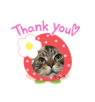 猫ちゃん達と、たまに飼い主（個別スタンプ：10）