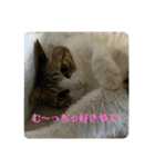 猫ちゃん達と、たまに飼い主（個別スタンプ：11）