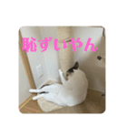 猫ちゃん達と、たまに飼い主（個別スタンプ：13）
