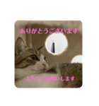猫ちゃん達と、たまに飼い主（個別スタンプ：14）