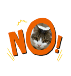 猫ちゃん達と、たまに飼い主（個別スタンプ：16）