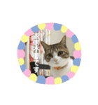 猫ちゃん達と、たまに飼い主（個別スタンプ：20）