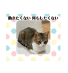 猫ちゃん達と、たまに飼い主（個別スタンプ：21）