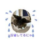 猫ちゃん達と、たまに飼い主（個別スタンプ：22）