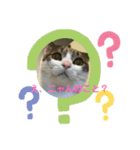 猫ちゃん達と、たまに飼い主（個別スタンプ：23）