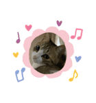 猫ちゃん達と、たまに飼い主（個別スタンプ：24）