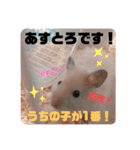 キンクマハムスターの"あすとろ"（個別スタンプ：1）