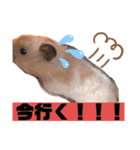 キンクマハムスターの"あすとろ"（個別スタンプ：10）