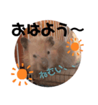 キンクマハムスターの"あすとろ"（個別スタンプ：12）