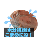 キンクマハムスターの"あすとろ"（個別スタンプ：21）