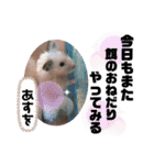 キンクマハムスターの"あすとろ"（個別スタンプ：23）