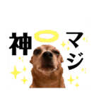 ミニピンとメインクーン①（個別スタンプ：12）