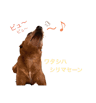 ミニピンとメインクーン①（個別スタンプ：14）