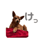 ミニピンとメインクーン①（個別スタンプ：19）