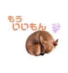 ミニピンとメインクーン①（個別スタンプ：20）
