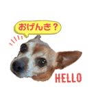 ミニピンとメインクーン①（個別スタンプ：31）