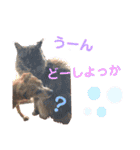 ミニピンとメインクーン①（個別スタンプ：33）
